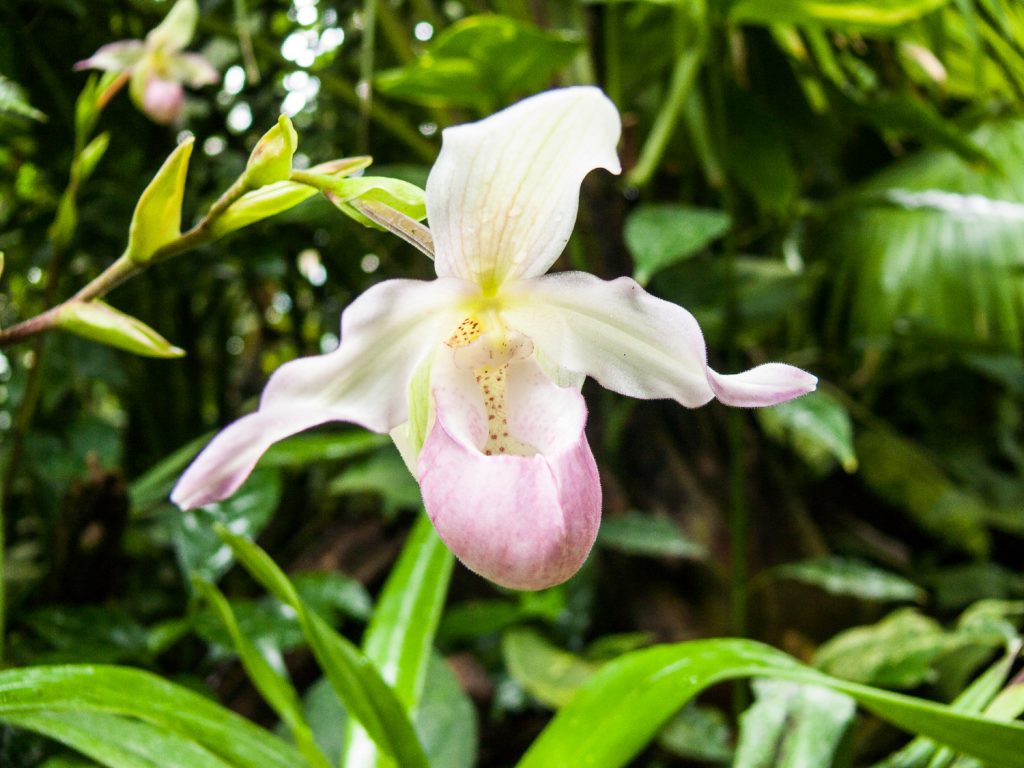 Pflanzen im Palmenhaus Wien