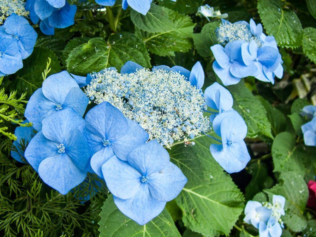 Pflanzen im Palmenhaus Wien