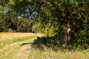 Weg in den Wald