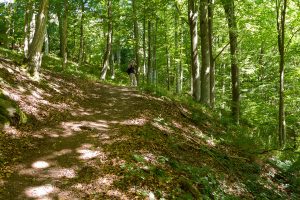 steiler Aufstieg im Wald