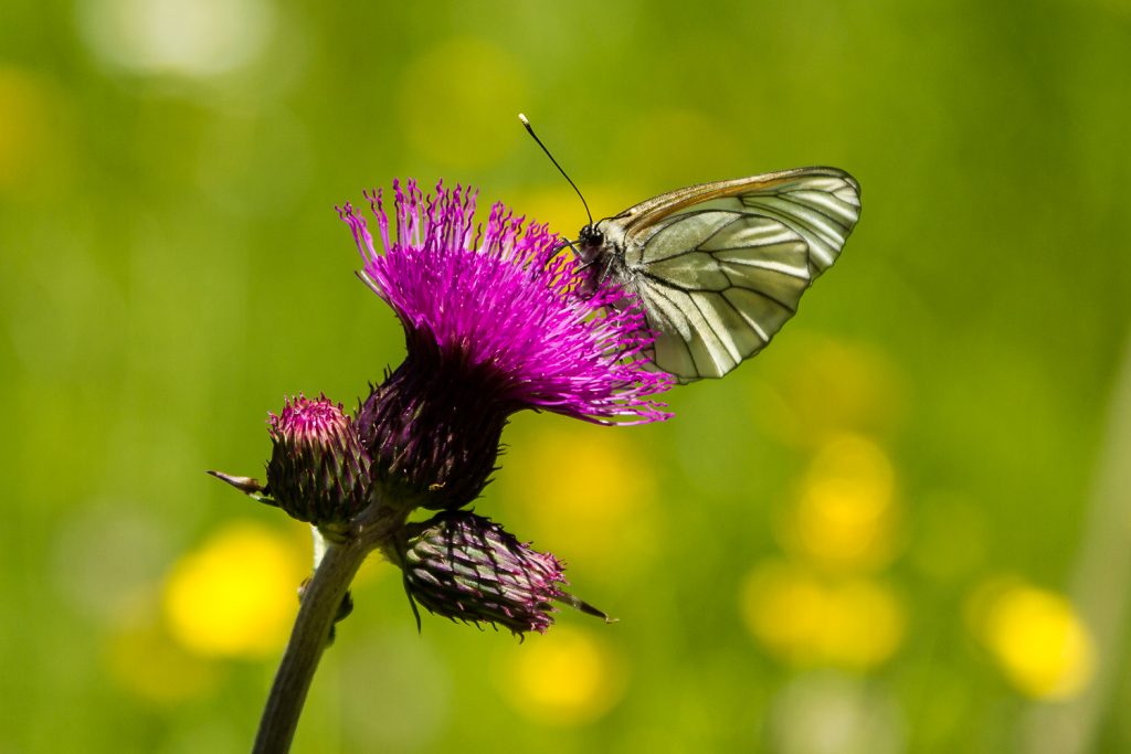 Schmetterling auf pinker Distel