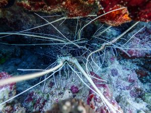 Unterwasserwelt Mnemba Island