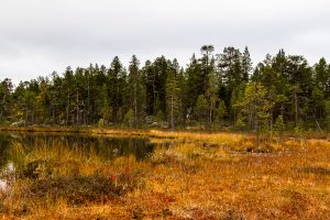 Seenlandschaft und Wald