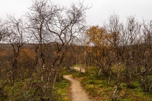 Wanderweg zwischen kleinen Birken