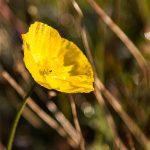 gelbe Blüte