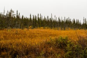 Wandern im Pallas Yllästunturi Nationalpark