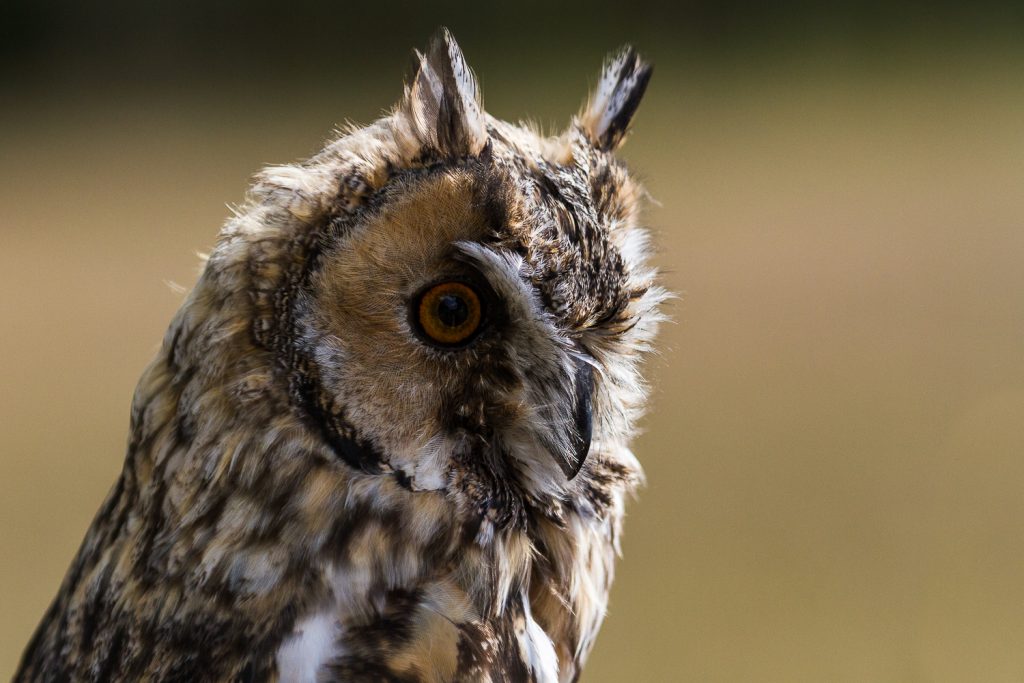 Portrait Waldohreule