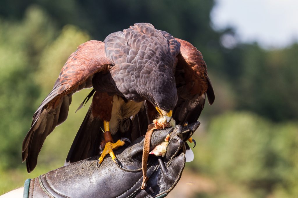 Harris Hawk frisst