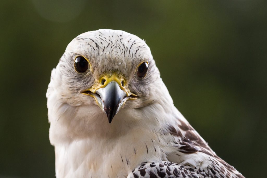 Portrait Gerfalke