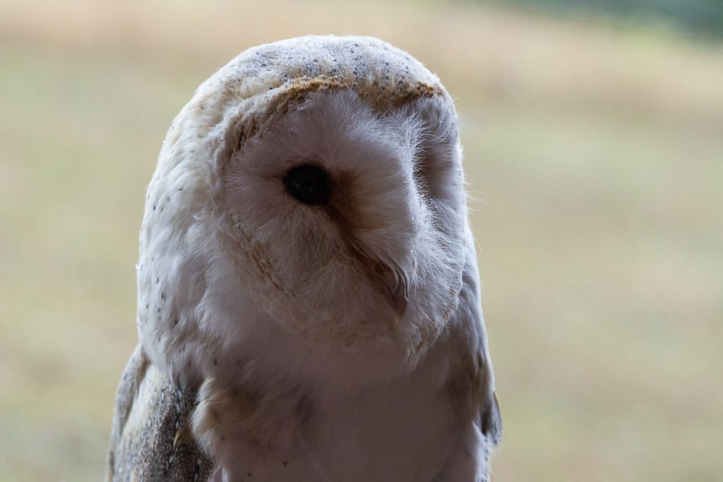 Portrait Schleiereule