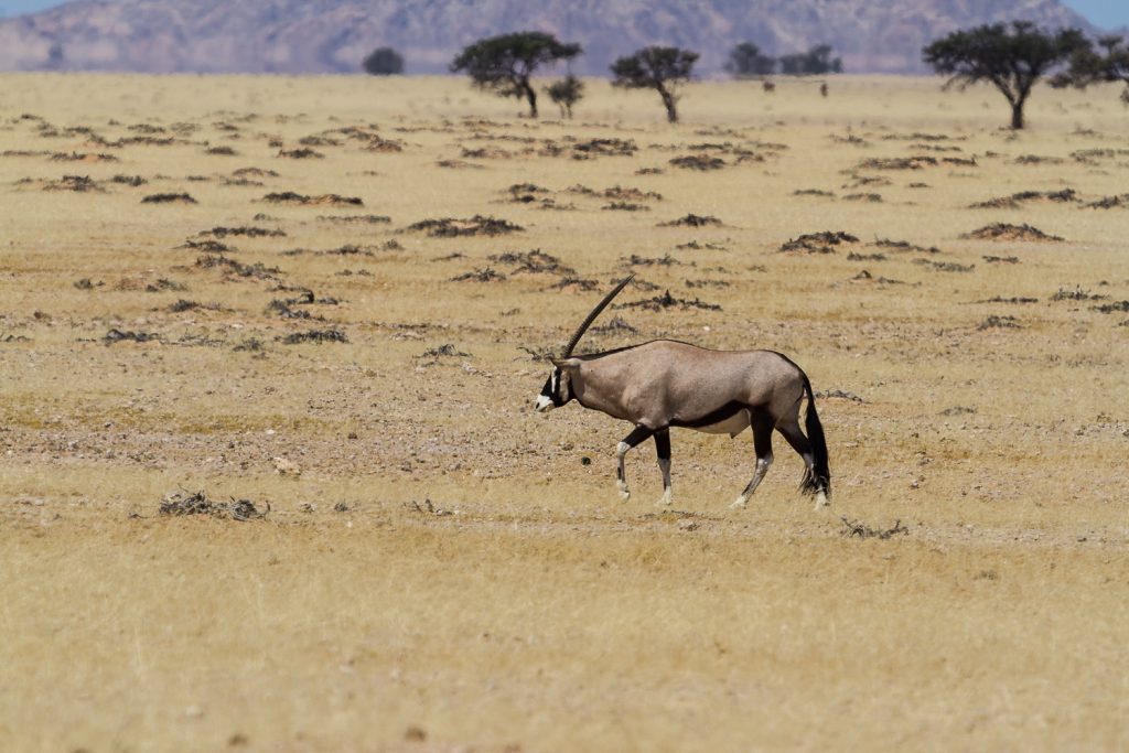 einzelne Oryx