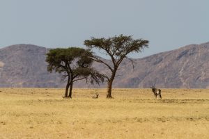 Oryx unter einem Baum