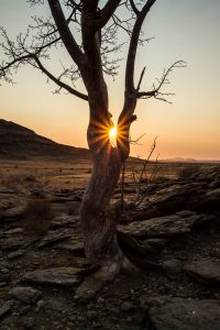 Sonne leuchtet hinter Baum hervor
