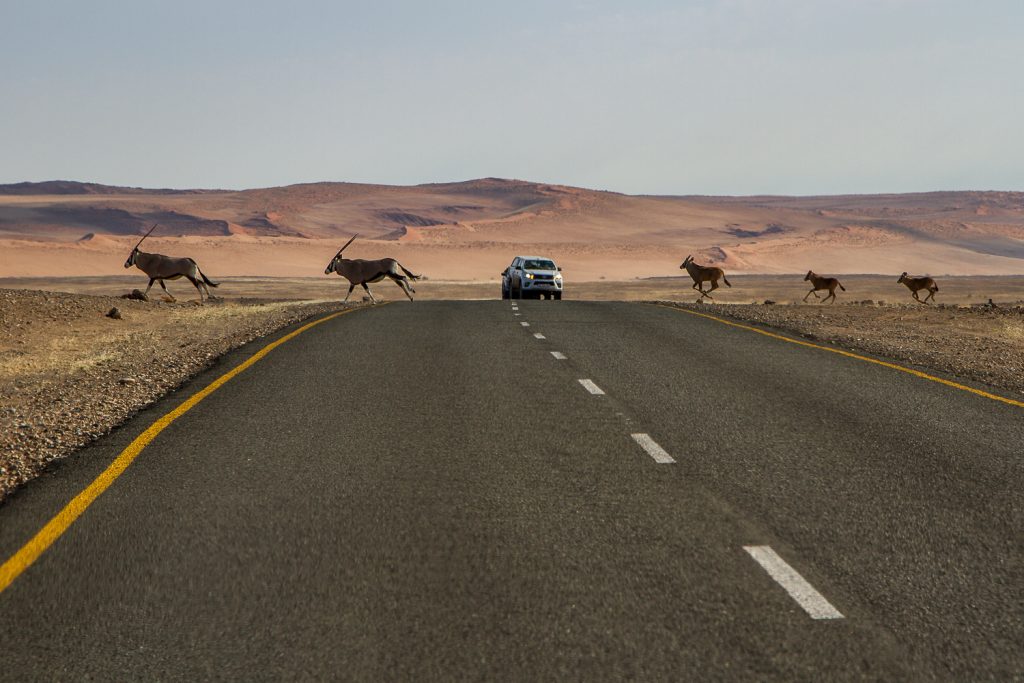 Oryx kreuzen Straße