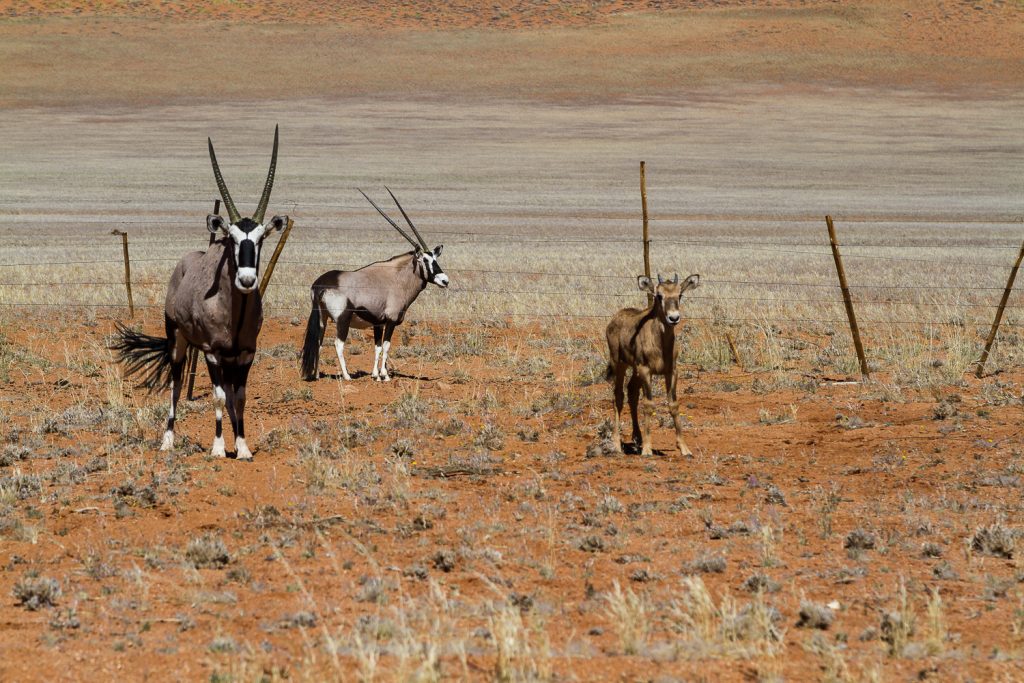 Oryx vor und hinter dem Zaun