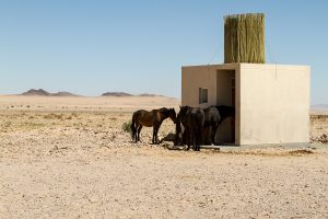 Pferde blockieren Toilette