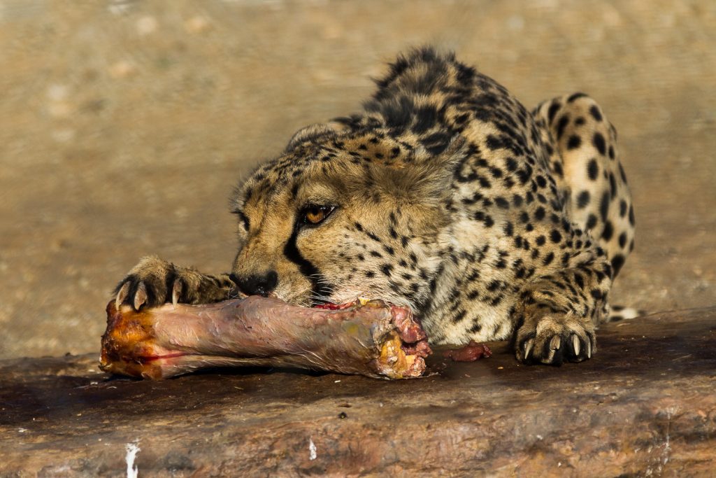 Geparden-Männchen bei der Fütterung