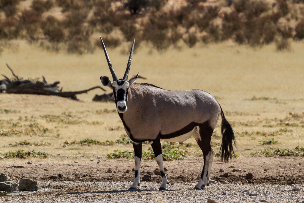 Oryx-Antilope
