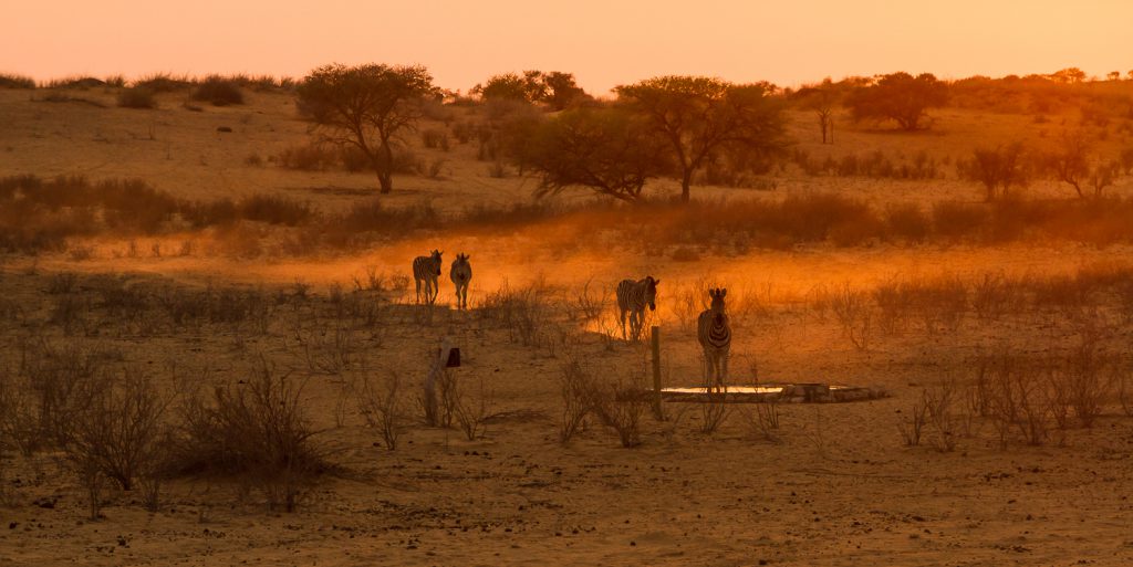 Zebras wirbeln im Morgendrot Staub auf