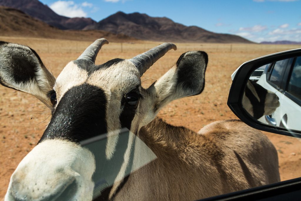 Oryx direkt an der Autoscheibe