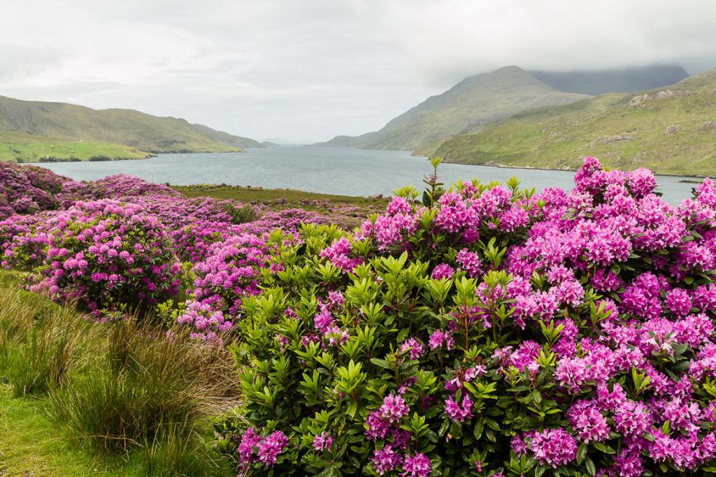 Irland, Rhododendron, Connemara
