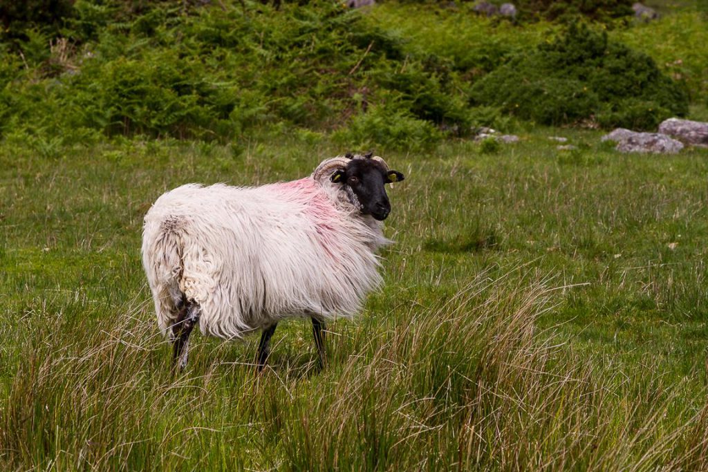 Irland Roadtrip - Schaf, dessen Wolle in Wind weht