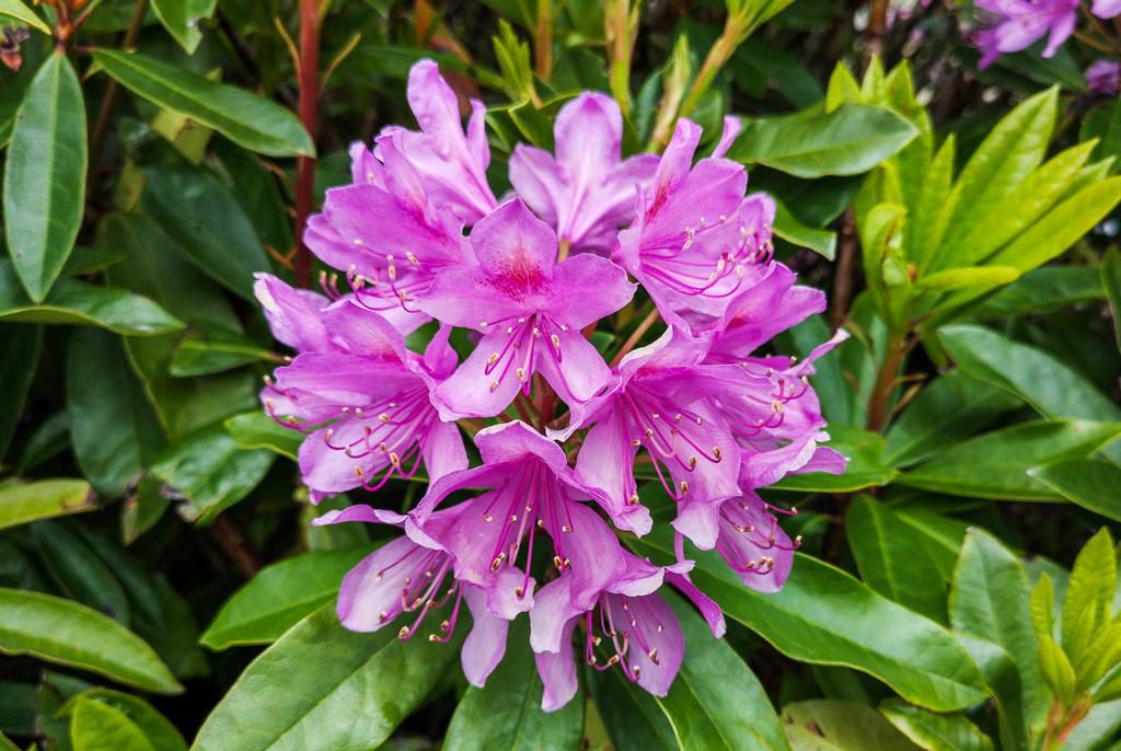 Irland, Rhododendron, Connemara