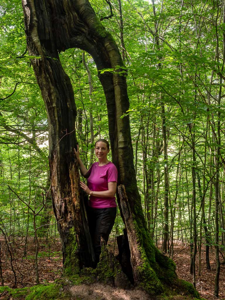 Hutewälder in Hessen