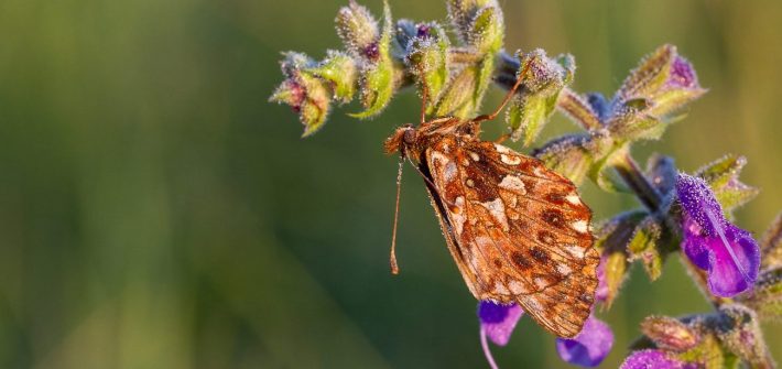 Nahbereich Schmetterling