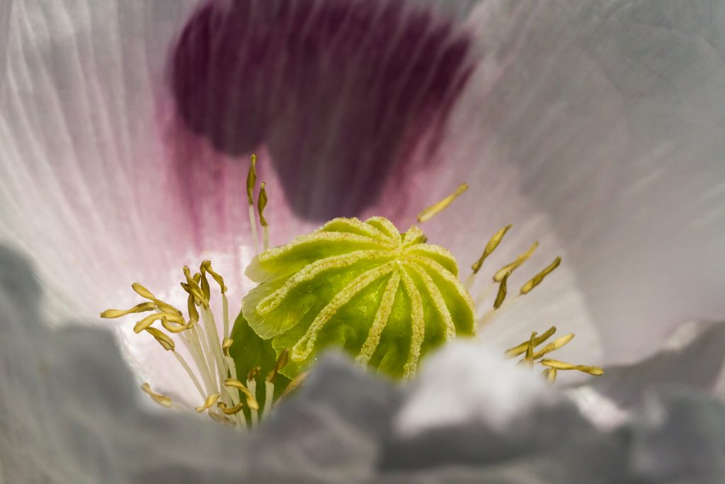 Makro einer weiß-lila Mohnblume