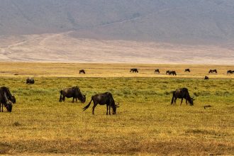 Safari in Tansania