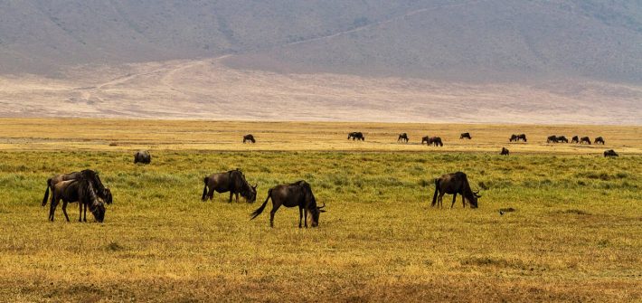 Safari in Tansania