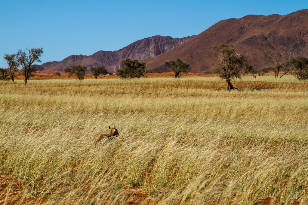 Oryx-Junges im Gras