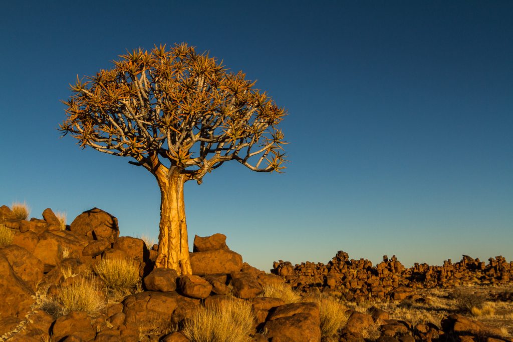 Köcherbaum in der Abendsonne