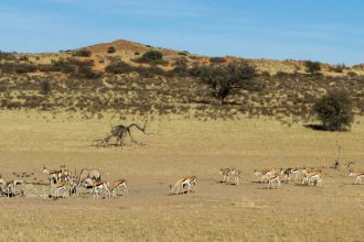 Kgalagadi Transfrontier Park