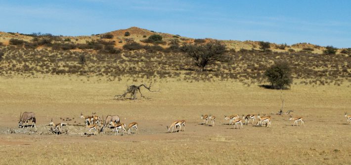 Kgalagadi Transfrontier Park