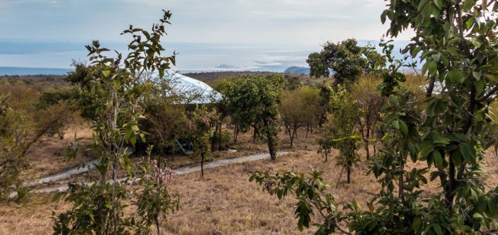 Ngorongoro