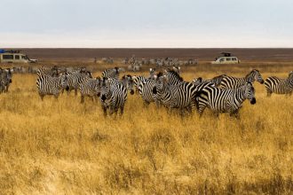 Safari im Ngorongoro-Krater