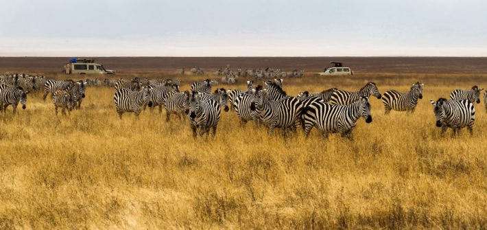 Safari im Ngorongoro-Krater