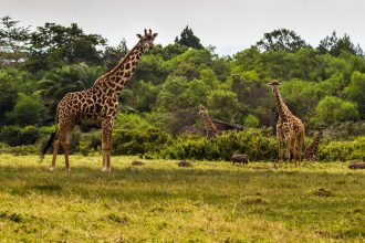 Fotografieren auf Safari