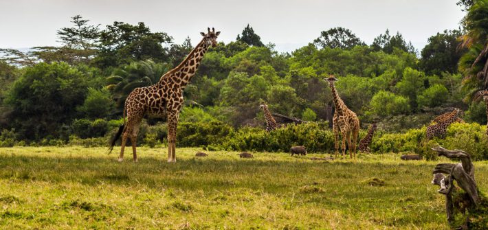 Fotografieren auf Safari