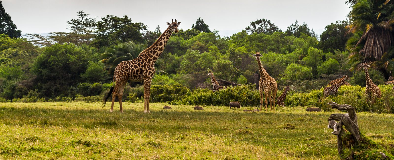 Fotografieren auf Safari