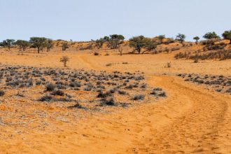 Trans Kalahari Walk