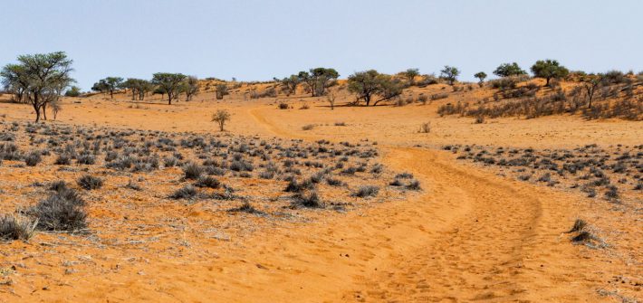 Trans Kalahari Walk