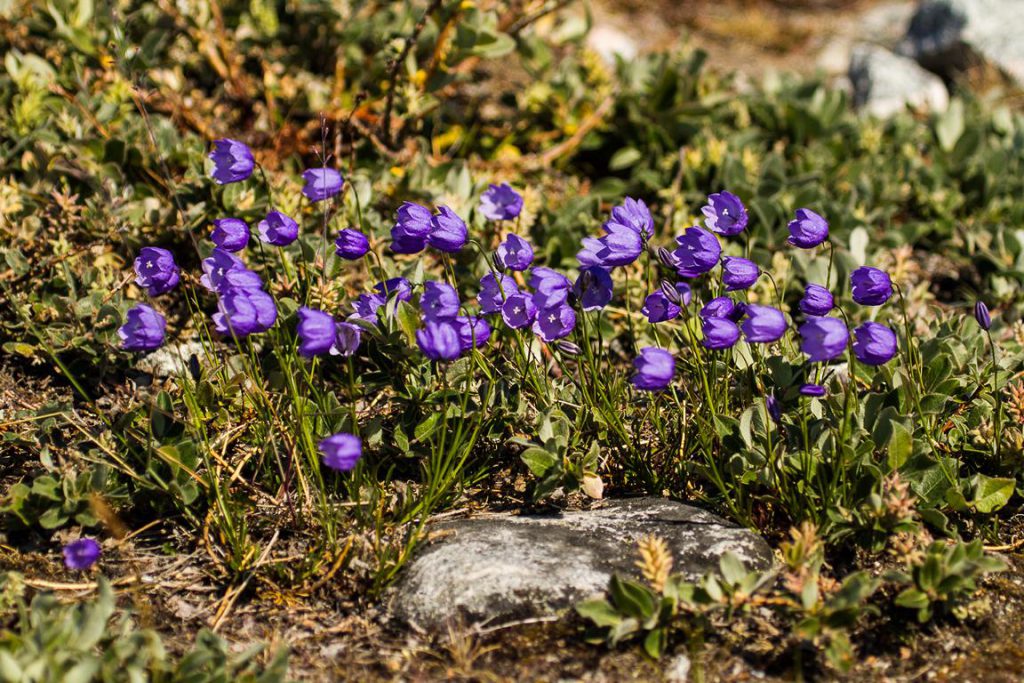 lila Glockenblumen