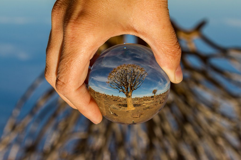 Köcherbaum durch einen Lensball fotografiert