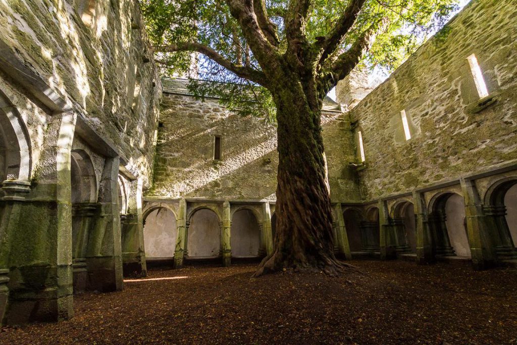 Irland Roadtrip - Muckross Abbey