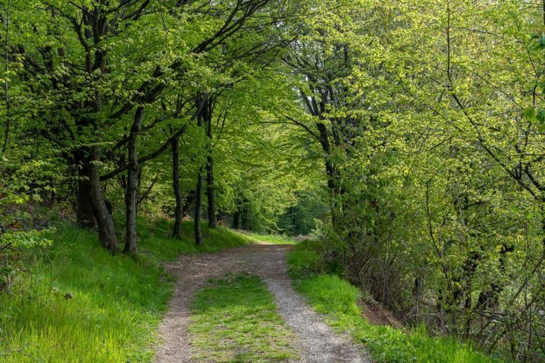 Der Qualitätsweg Spessartweg 1 - Etappe 2 - Hinter Dem Horizont